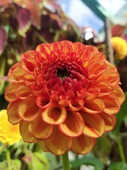 red flower in the garden