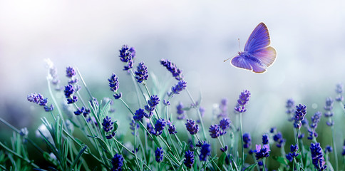 Panele Szklane  Kwitnąca lawenda i latający motyl w przyrodzie.