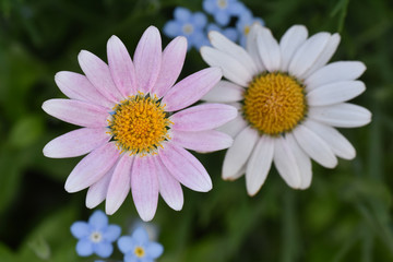 Obraz premium マーガレット