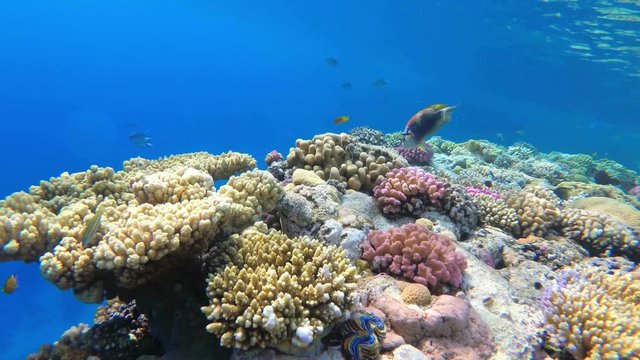 Colorful Tropical Coral Reefs. Picture of a beautiful underwater colorful fishes and corals in the tropical reef of the Red Sea, Egypt. 60 fps, UHD