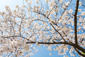 Cherry blossom against blue sky, Prunus serrulata, which is commonly called sakura