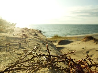 Корни не берегу