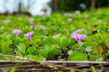 wild green plant and flower grew on sandy beach over shallow depth of field background