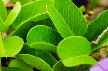 closeup shot green sprout grew on sandy beach. selective focus shot and shallow depth of field