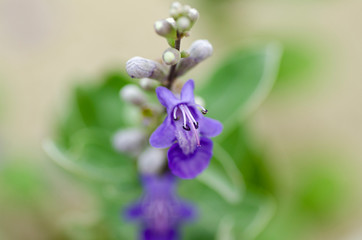 soft focus macro shot of beautiful wild flowers with shallow depth of field