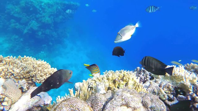 Colorful Tropical Coral Reefs. Picture of a beautiful underwater colorful fishes and corals in the tropical. 60 fps, UHD
