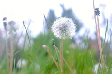 Fototapeta na wymiar Bloomed dandelion in nature grows from green grass, old flower closeup. White dandelion in meadow swaying on wind. Nature background.