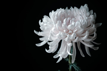 Beautiful white chrysanthemum flower on black background.