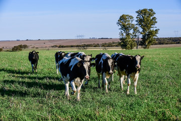 Dairy cow in Pampas countryside,Patagonia,Argentina