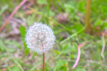 White dandelion with white head in meadow among green grass swaying on wind, closeup view. Bloomed dandelion in nature grows from green grass. Old flower closeup. Nature background.