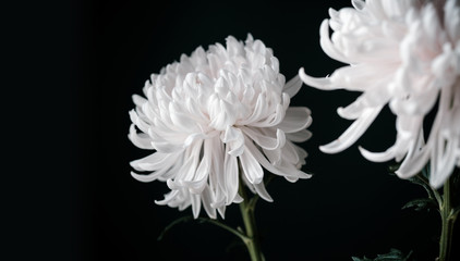 Beautiful white chrysanthemum flowers on black background. - obrazy, fototapety, plakaty