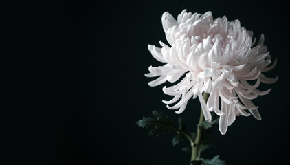 Beautiful white chrysanthemum flower on black background with copy space. - obrazy, fototapety, plakaty