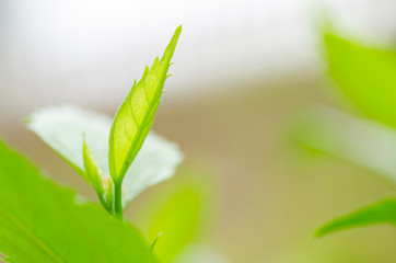 young green leaves growing symbolic to business development or ecosystem concept