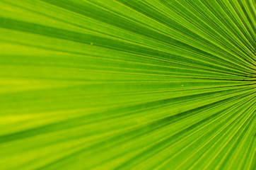 abstract green stripes from tropical palm leaf texture background.