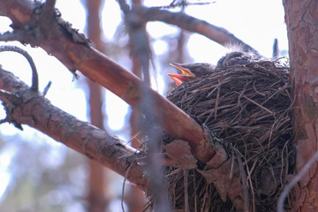 Wild baby birds nesting in nest on tree with open beaks in forest, closeup bottom view. Hungry nestlings waiting for their parents. Ornithology concept. Outdoors wildlife of animals.