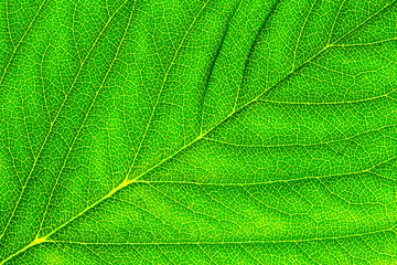 texture of green leaf