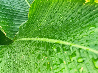 green tropical leaf with stripes and texture for background