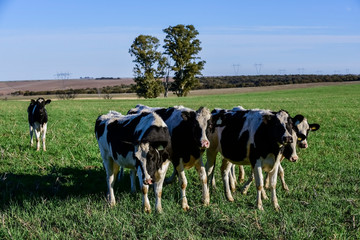 Fototapeta na wymiar Dairy cow in Pampas countryside,Patagonia,Argentina