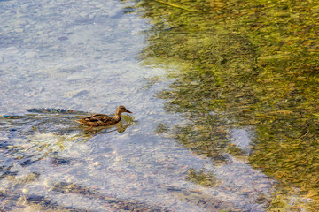 Wild duck swimming on the surface of a transparent lake