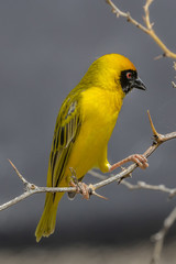 A Male Southern-masked Weaver in the Erongo Region of Namibia