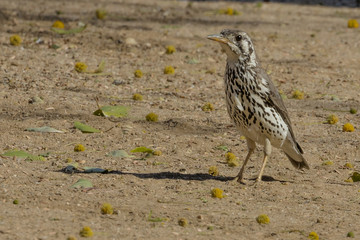 A Groundscraper Thrush in the Erongo Region of Namibia
