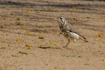 A Groundscraper Thrush in the Erongo Region of Namibia
