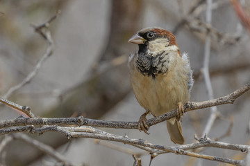 Male House Sparrow in the Erongeo Region of Namibia