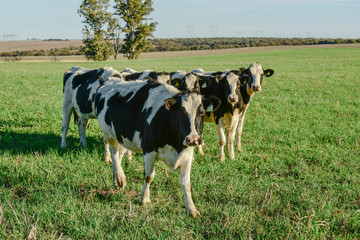 Dairy cow in Pampas countryside,Patagonia,Argentina