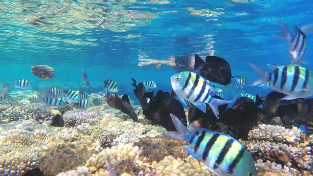Colorful fishes on coral reef. Picture of a beautiful underwater colorful fishes and corals in the tropical. 60fps, UHD