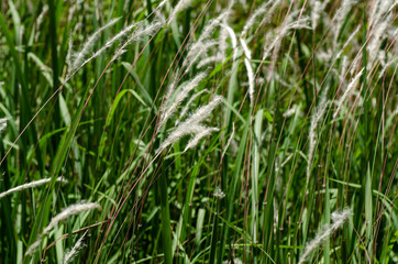 closeup image of white grass flower call Cogongrass (Imperata cylindrica) under bright sun
