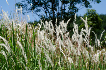 closeup image of white grass flower call Cogongrass (Imperata cylindrica) under bright sun - 303114364