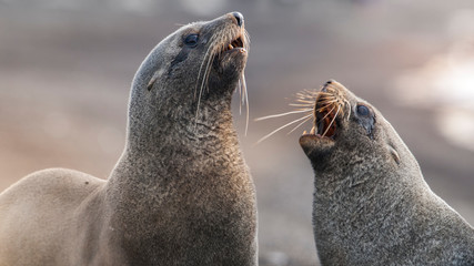 Antarctic fur seal,Arctophoca gazella, an beach, Antartica.