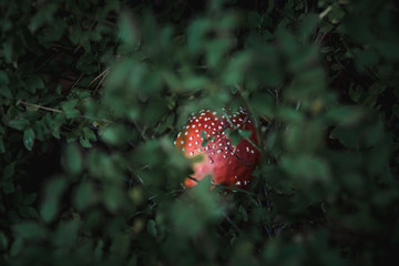 Fly Agaric red head in a green background