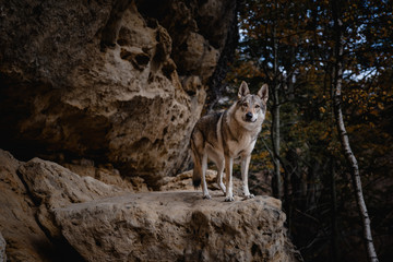 Naklejka na ściany i meble natural photo of a wolfdog