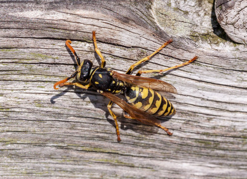 Macro picture of wasp over wood