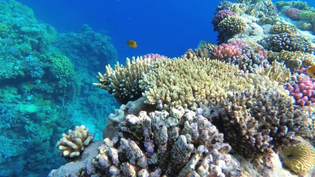 Colorful Tropical Coral Reefs. Picture of a beautiful underwater colorful fishes and corals in the tropical reef of the Red Sea, Egypt. 60 fps, UHD