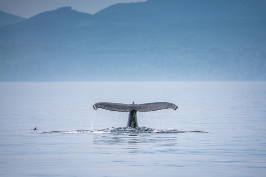Canada, British Columbia. Humpback whale tail in Victoria
