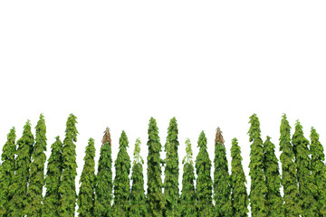 The pine trees are arranged beautifully. Isolated on white background