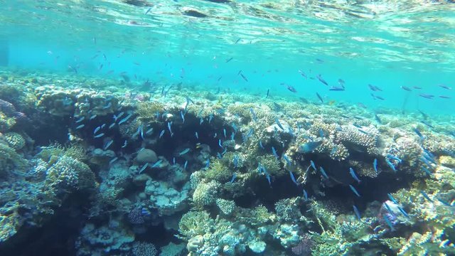 Flock of small blue fishes, underwater, tropical, coral reef. Slow motion, UHD.