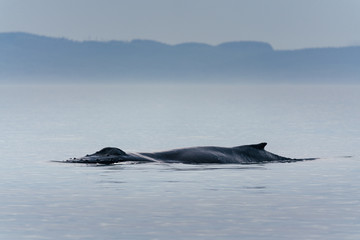 Canada, British Columbia. Humpback whale tail in Victoria