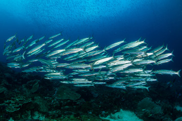 Fototapeta na wymiar school of blackfin barracudas in the Rajat Ampat, Indonesia