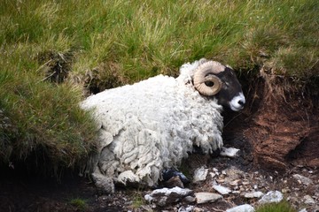 scottish sheep