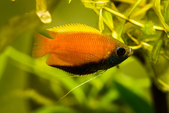 Honey gourami Trichogaster chuna tropical aquarium fish in fish tank. Colorfull male fish. Aquaria concept