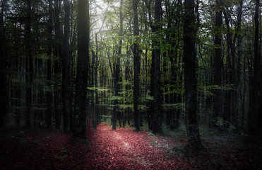 Obraz premium Peacefull walk