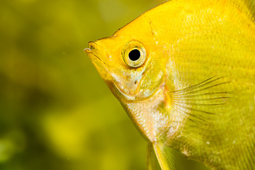 Gold Pterophyllum Scalare in aqarium water, yellow angelfish. detailed closeup