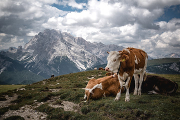 Fototapeta na wymiar freely bred cows in austrian Alps
