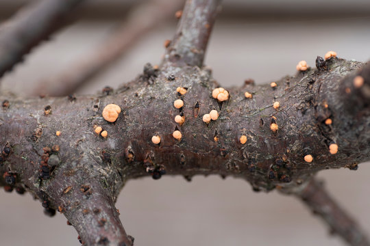 Zinnoberroter Pustelpilz - Nectria cinnabarina