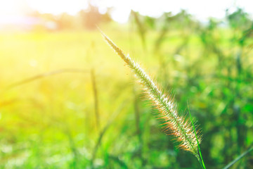 Desho grass Pennisetum pedicellatum at sunset time