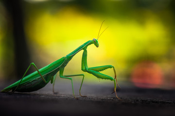 Nice green mantis close up macro isolated color insect nature 