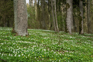 spring in forest with wood anemones